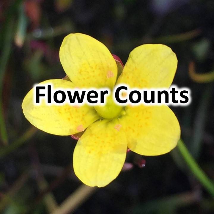 Flower Counts